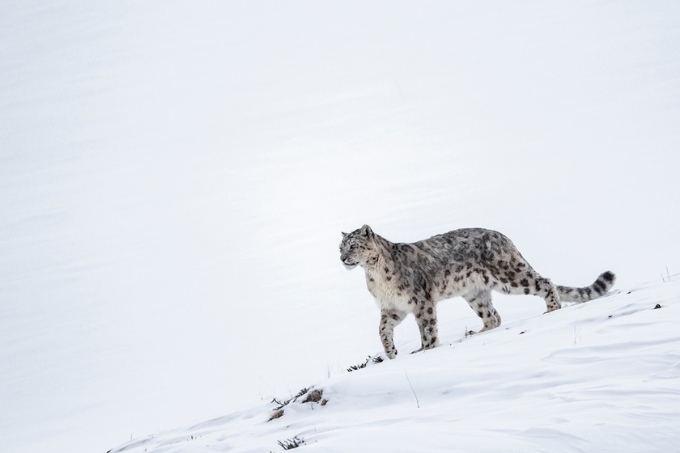 A wild snow leopard in the Himalayas. - photo: Ismail Shariff