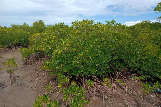 Over millions of years, mangrove trees developed sophisticated adaptations to withstand harsh coastal environments. - photo: Burung Indonesia/ Dian Kusdini