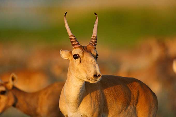 The saiga antelope - photo: P. Romanov