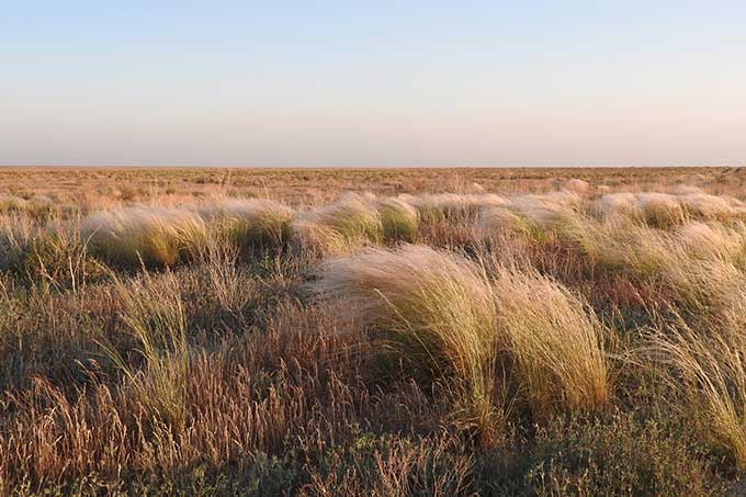 Grasses and sparse vegetation: the vast steppes of Central Asia - photo: NABU/ Stefan Michel