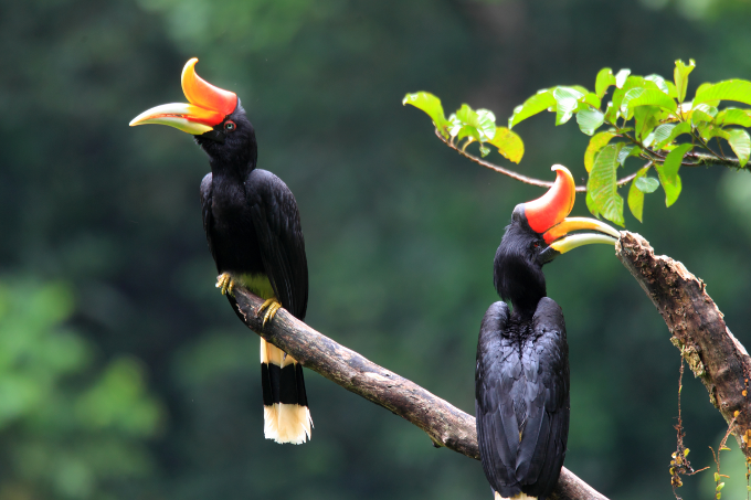 Hornbills in Indonesia. - photo: feathercollector/ stock.adobe.com