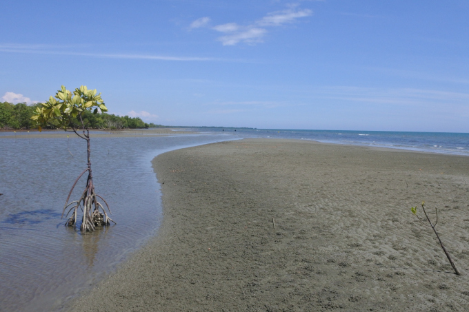 Around 60 percent of the original mangrove area has been destroyed - photo: Burung Indonesia