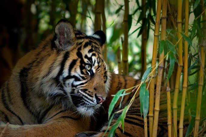 Sumatran tiger in the rainforest - photo: Thomas Herzog