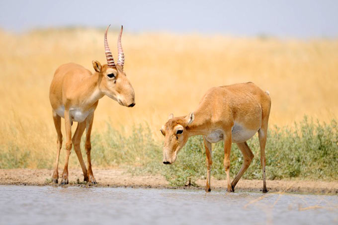 Saiga antelopes prefer temperate steppes and semi-deserts - photo: shutterstock/Victor Tyakht