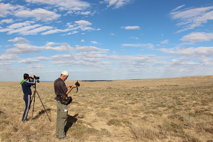 Saiga monitoring is a key component of the conservation strategy - photo: Aibat Muzbay