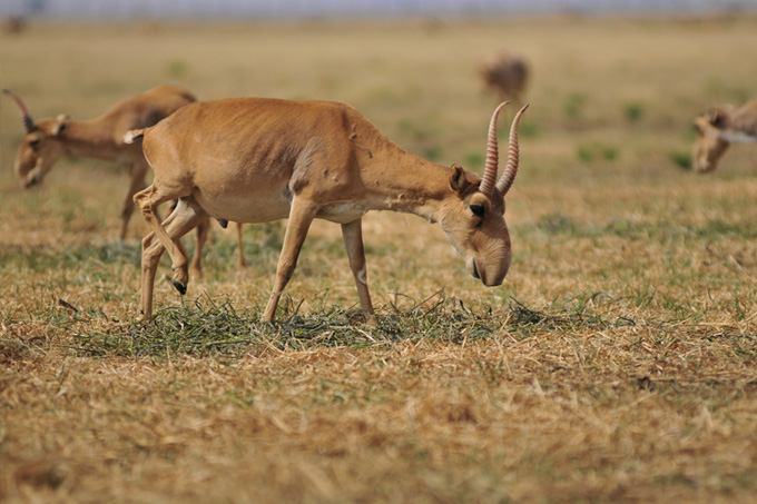 Feeding saiga antelope - photo: Botafago-dentro