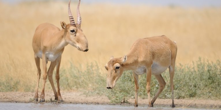 Saiga antelopes prefer temperate steppes and semi-deserts - photo: shutterstock/Victor Tyakht