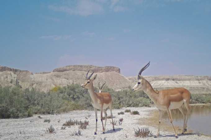 Male goitered gazelles can be recognized by their horns and their prominent larynxes. Image taken with a camera trap. - photo: Mark Pestov 