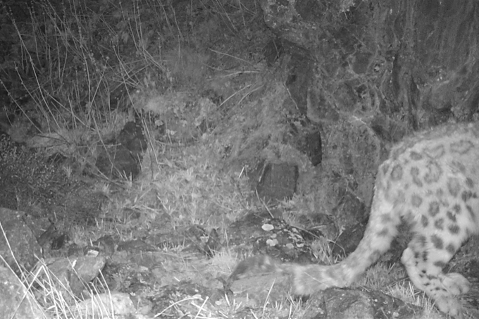 Since 2013, NABU has been helping to determine the size of the snow leopard population in Kyrgyzstan and to test the effectiveness of protection efforts - photo: NABU