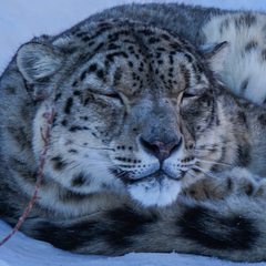 Snow leopard in the new facility - photo: Ivan Tymofeiev