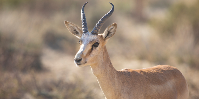 Species profile - Goitered gazelle - NABU