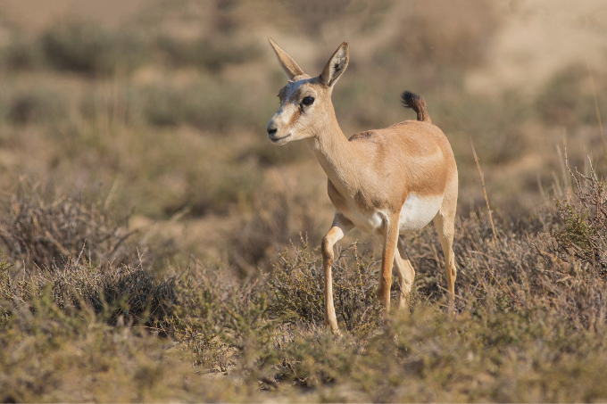 The goitered gazelle. - photo: NABU/ Ivan Turkovskii