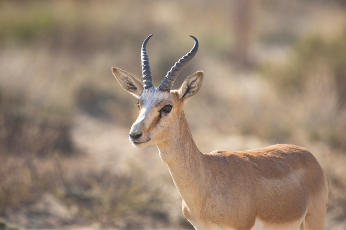A male goitered gazelle. - photo: NABU/ Ivan Turkovskiy