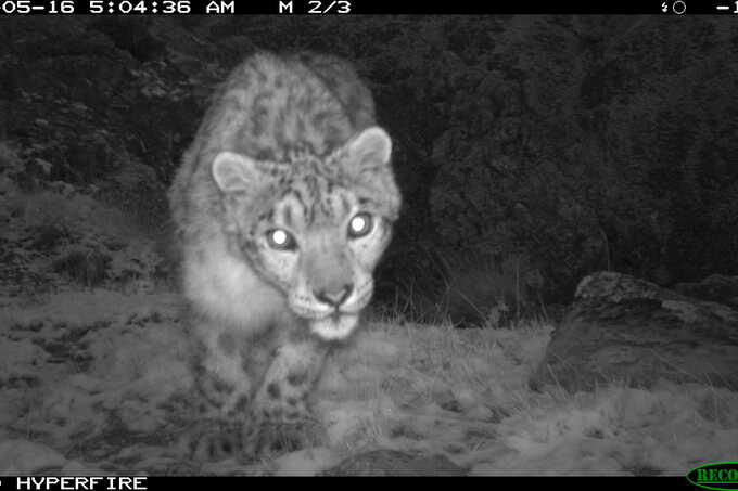 Snow leopard encounters a camera trap - photo: NABU Kyrgyzstan