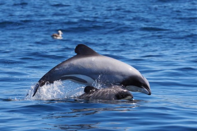New Zealands rarest Dolphins