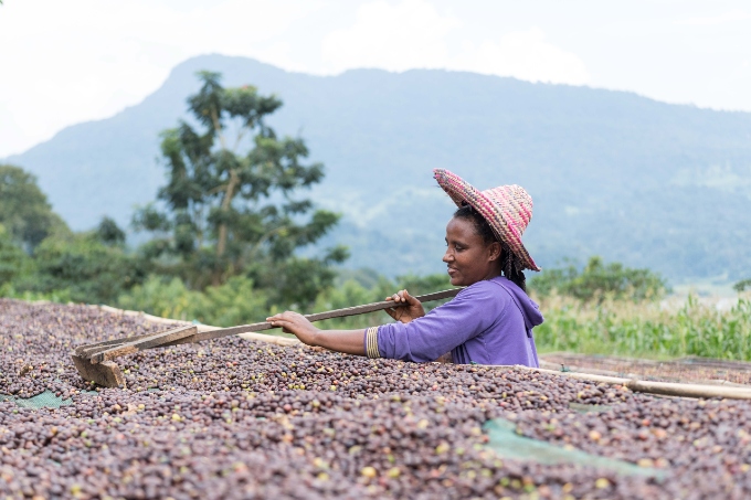Coffee collected from forests, gardens and plantations is the main source of income for local people