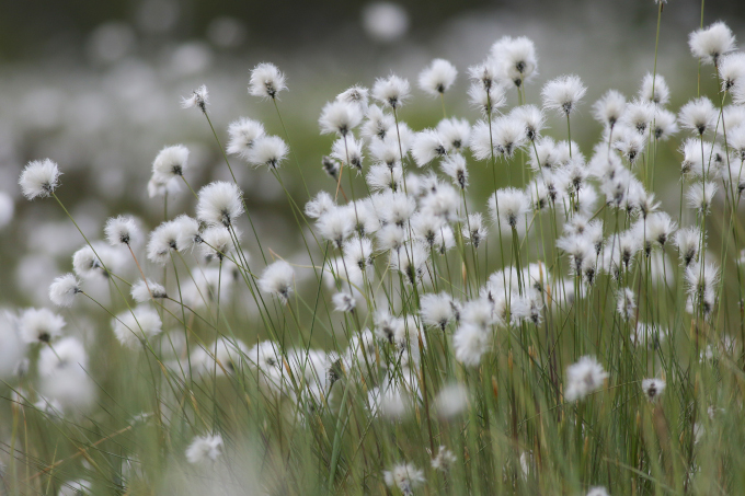 Cottongrass - photo: Tomasz Wilk