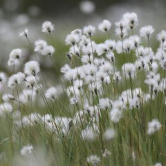 Cottongrass - photo: Tomasz Wilk