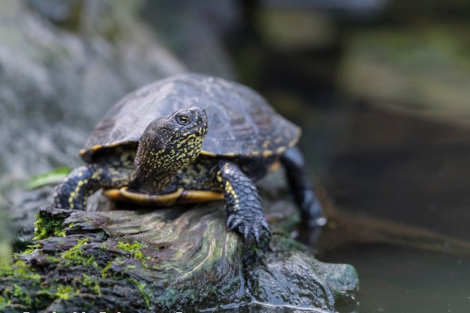 European pond turtle (Emys orbicularis) - photo: Christoph Bosch