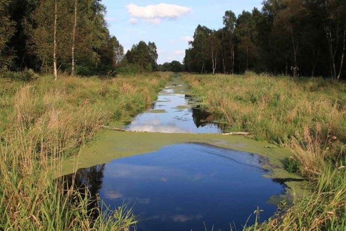 Drainage ditch at the project site Słowiński National Park, Poland. Drainage systems degrade peatland habitats by drying them out, causing loss of typical peatland vegetation, as well as continuous carbon emission for as long as they remain dry.