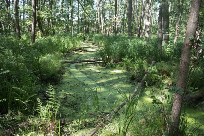 A drainage ditch at the project site Biesenthaler Becken, Germany. In order to restore the peatland and stop runoff of water, this ditch was filled in Autumn 2020 helping the peatland to recover.