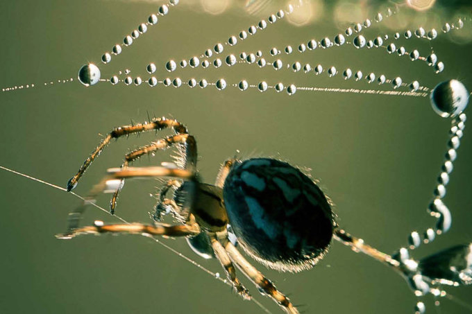 Photo of a spider and dew necklace shot at one of LIFE Peat Restore’s project sites in Lithuania