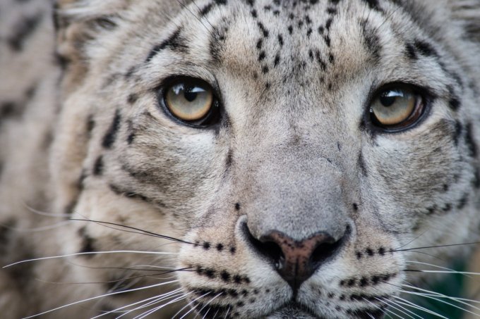 Snow leopard in NABU's outdoor enclosure and rehab centre in Ananyevo | photo: Christian Martischius &amp; Sara Sun Hee Schuh