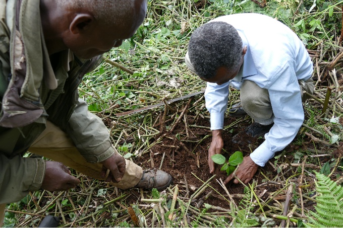 Planting seedlings with communities at restoration sites