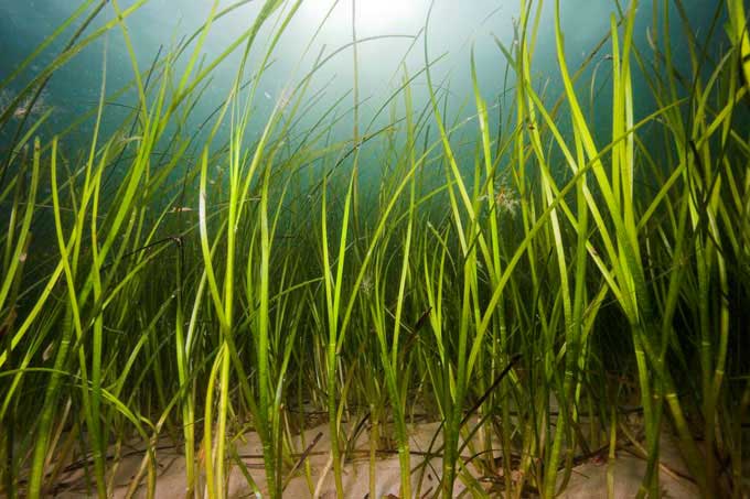 Seagrass - Photo: Uli Kunz