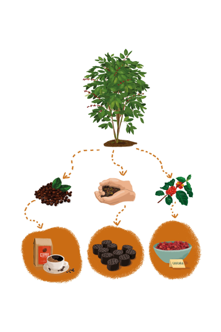 Diversity of Ethiopia's garden coffee value chain. - Graphic: NABU/ Julia Friese